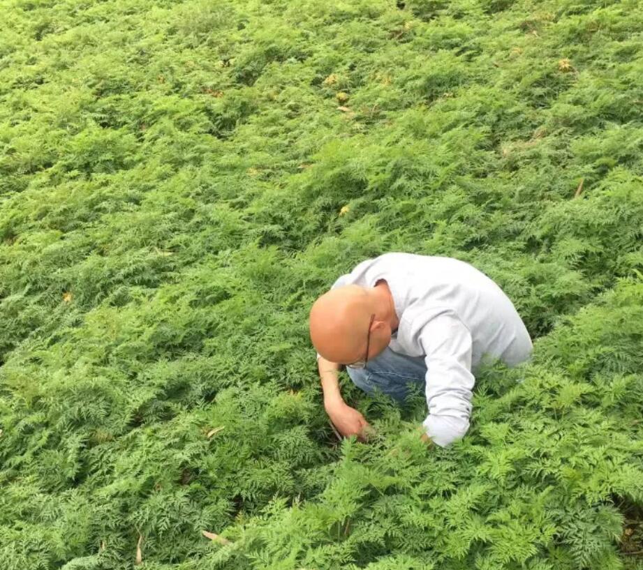 川芎种苗