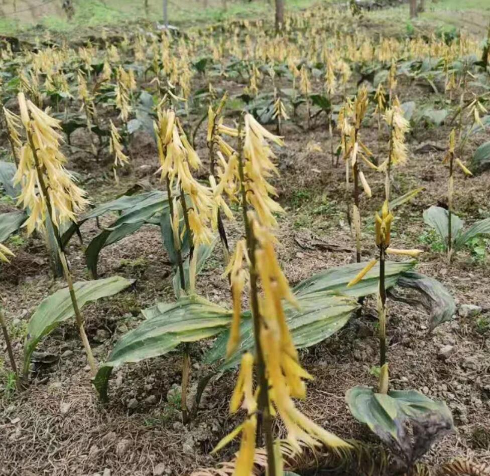 毛慈菇种苗