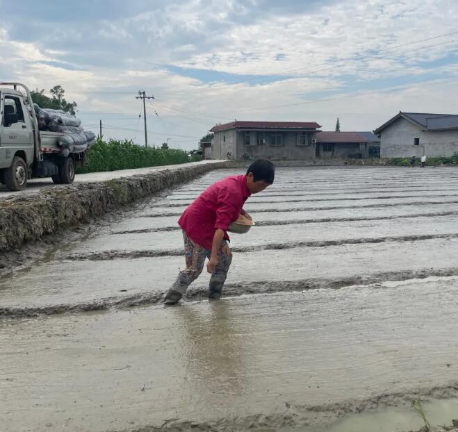 眉山市农民通过稻药轮作实现增收近亿元