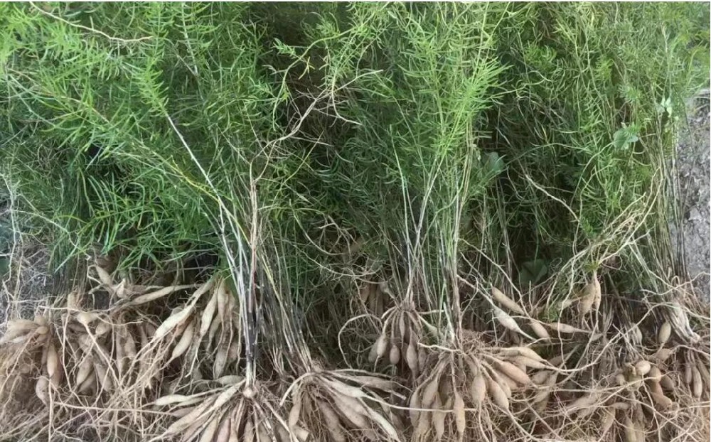 适合冬季能种的中药材有那些？