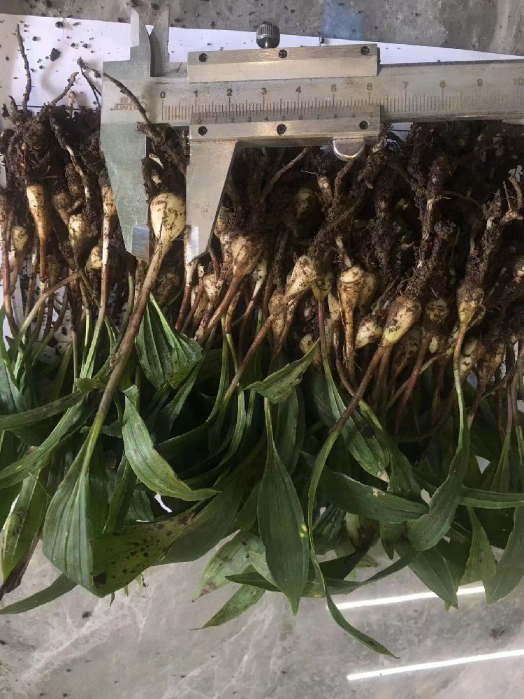 春季中药材种植最佳时节，可以种植的中药材有那些？