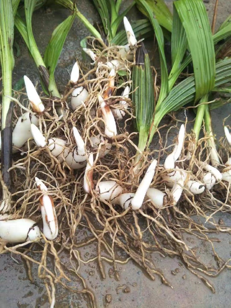 立夏到，农时俏！别犹豫，可以种植的中药材有哪些？