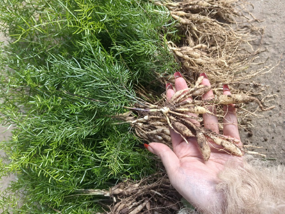 林药共生，财富新生：林下套种中药材效益倍增计划